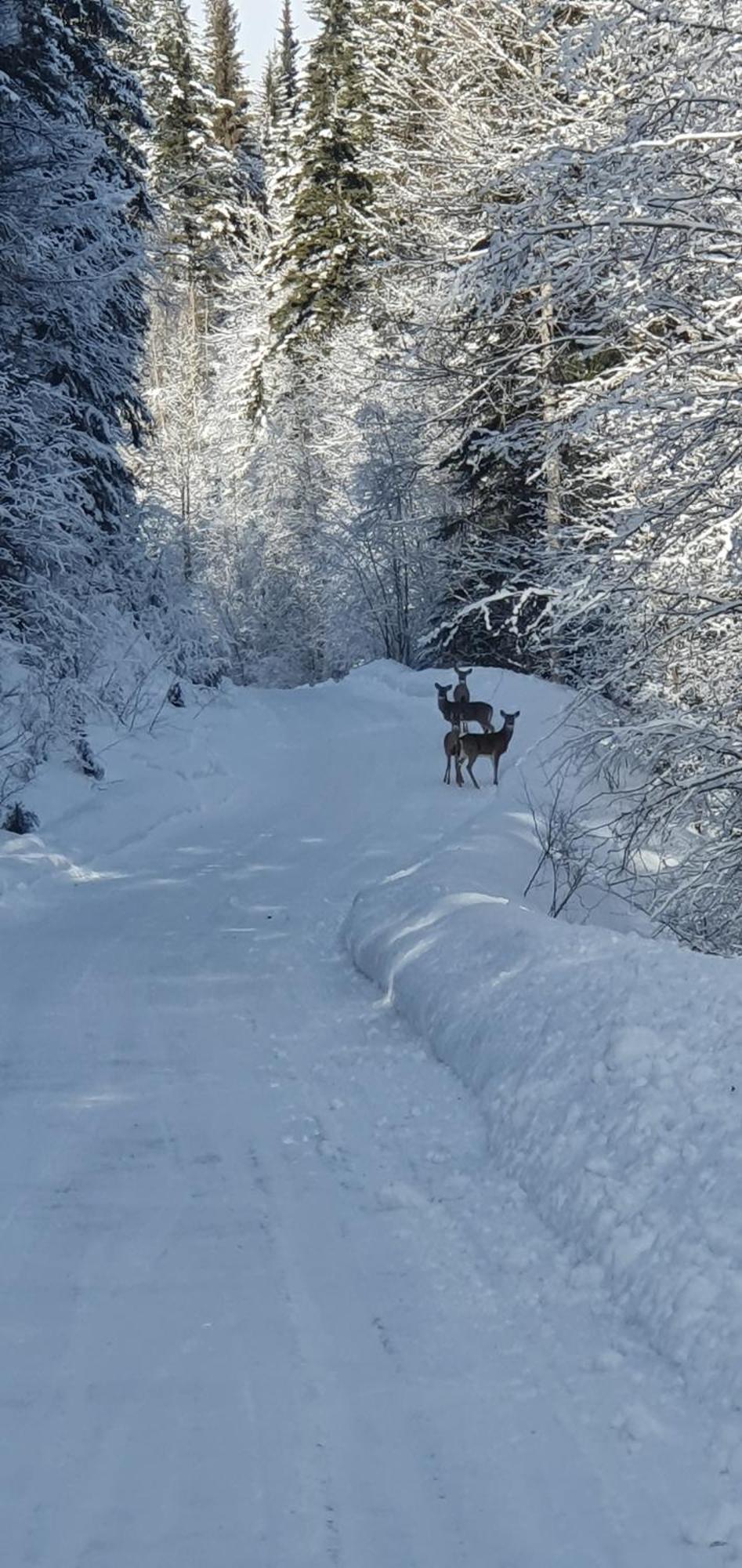 Alpine Meadows Lodge Golden Εξωτερικό φωτογραφία